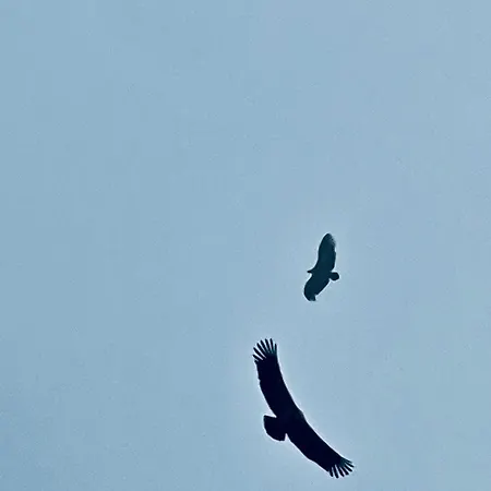 Miro Art Apartament *